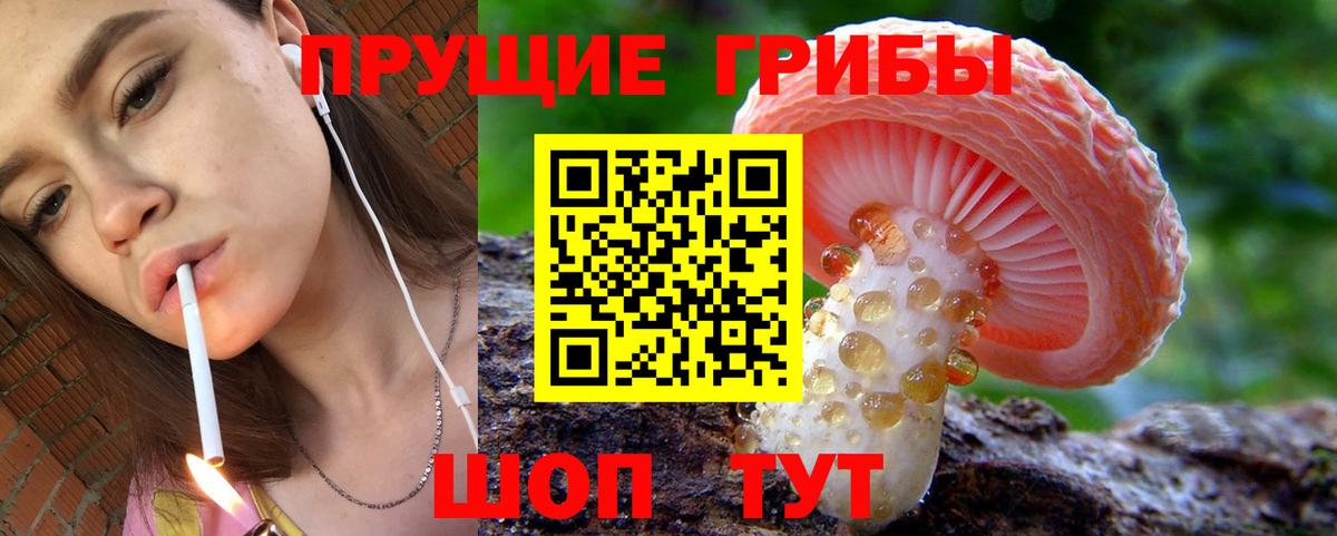 Галлюциногенные грибы Psilocybine cubensis Елец